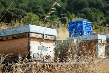 Attention bees working! Bees working in their hives at the end of summer in the mountains and forests of Castilla y Le&oacute;n in Spain