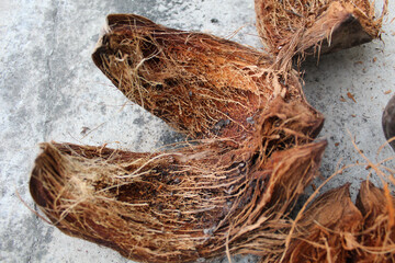 The whole coir of the coconuts are being dried