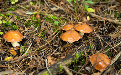 Mushrooms in a pine forest in autumn