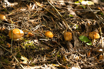 Mushrooms in a pine forest in autumn