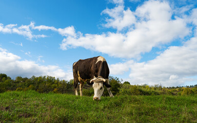 Cow grazing in the meadow on a sunny day