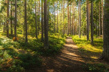 Fototapeta na wymiar Forest path on a sunny day in Sweden near Stockholm. Summer photo in the woods