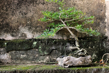 a bonsai placed on broken wall and mossy
