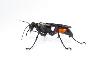 Palmodes dimidiatus – the Florida Hunting Wasp isolated on white background. thread-waisted wasps loosely called digger wasps