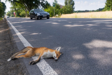 Ein toter Fuchs am Strassenrand