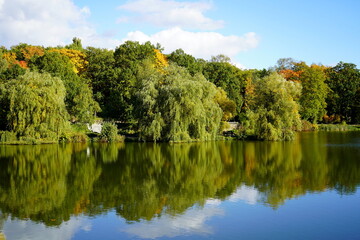 Fototapeta premium trees in the park