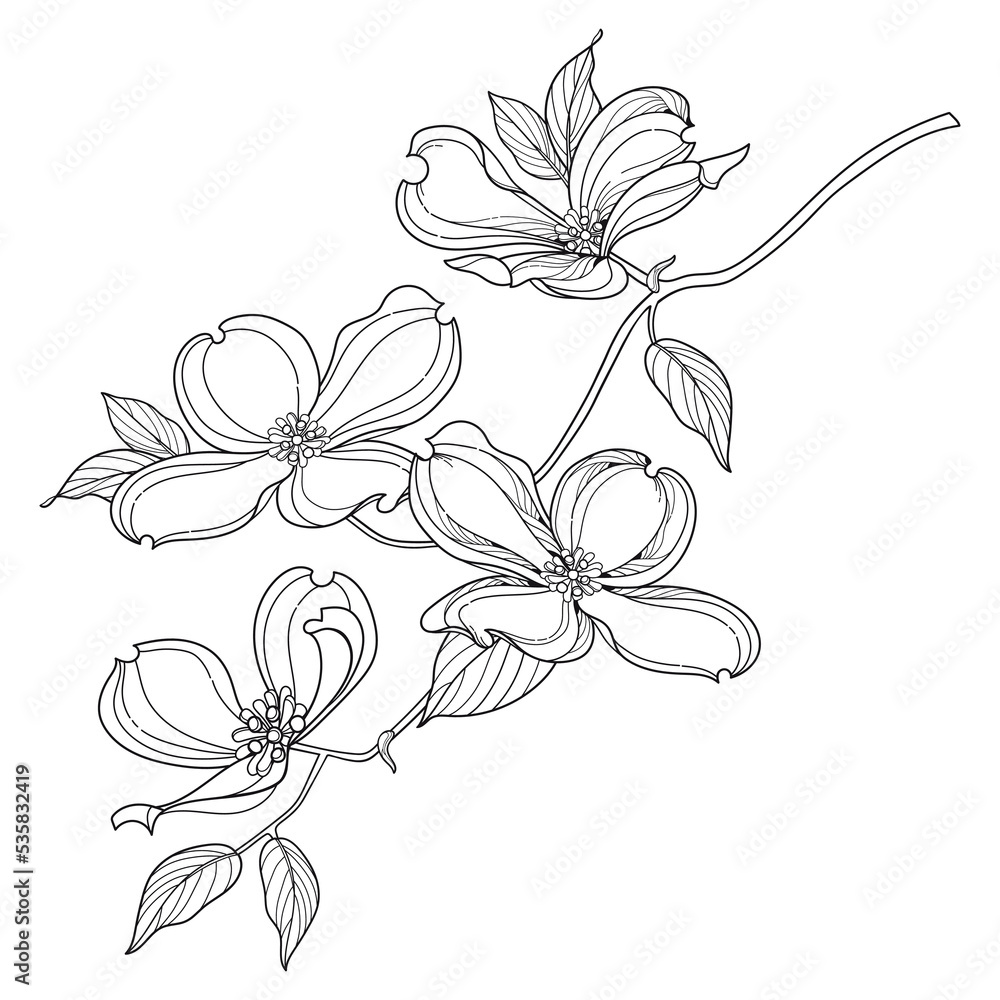 Wall mural branch of outline american dogwood or cornus florida flower and leaves in black isolated on white ba - Wall murals