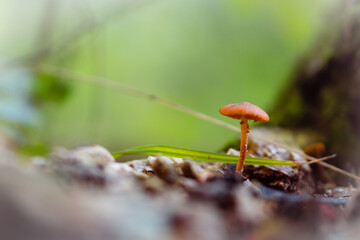 Brown mushroom in forest