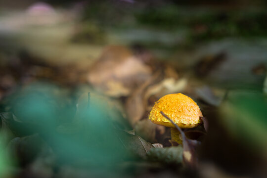 Yellow mushrum cap