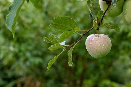 An Apple On A Tree In Summer