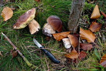 Steinpilze, Boletus Edulis