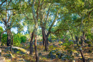 Field of cork oak trees with stripped trunk for cork harvesting.