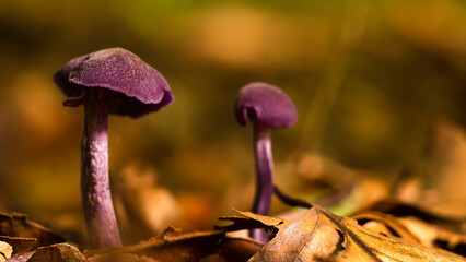 amethyst lacquer mushroom 