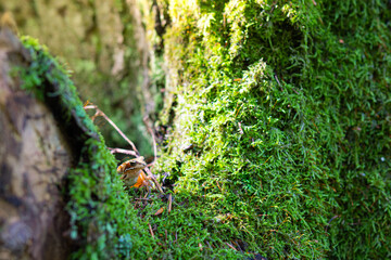 Forest frog on branch covered with moss