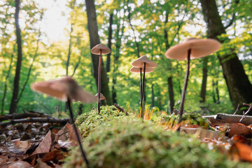 mushrooms in the forest on moss