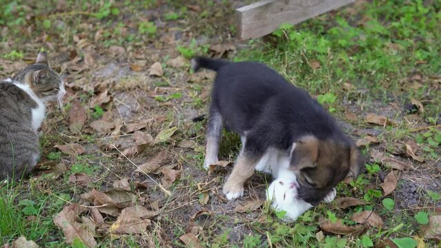 Black tiny puppy plays with a small kitten in the garden under the supervision of an adult cat. A cute dog bites a friend, and he fights back, scratches and runs away. Pets play in grass outdoors