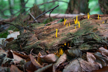 yellow fungi are ubiquitous in the  forest