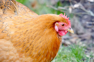 close up of chicken