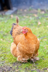 chicken on the grass