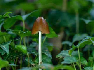 Brown Fungi in Amonst Ivy