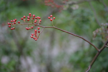 small red rose hips close-up on a branch, green fruits antioxidants, red texture on a green background, abstract gradient, blurred silhouette, organic, healthy berry, fruit tea, healthy food