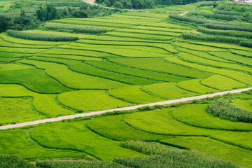 Fototapeta premium Aerial view of green rice fields