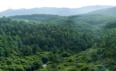Fototapeta premium Beautiful mountain landscape with trees
