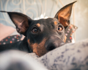 A cute pinscher looking at you