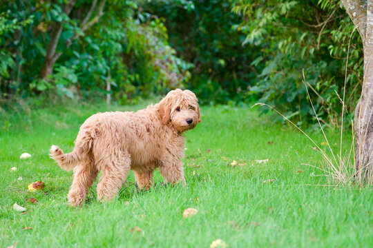 young labradoodle on grass