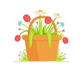 Basket of flowers. Vector illustration of a small basket with tulips and daffodils. Collecting a flower from a flower meadow.