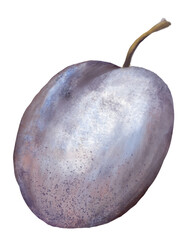 Plum. Digital illustration.