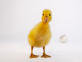 白背景の前に立つアヒルのヒヨコ1羽の正面の姿