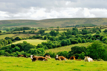 Cattle grazing farm landscape in upper River Roe valley NW of Glenshane Pass, near Dungiven and Limavady, County Derry, Ireland