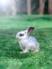 草地に立つ白い子ウサギ1匹の横姿