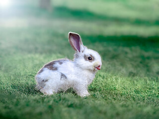 草地で遊ぶ白い子ウサギ1匹の横姿