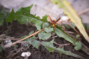 A yellow hornet sitting among the grass, hanging on a plant - Vespa crabro szerszeń - a large insect