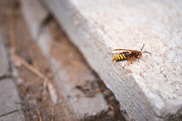 Hornet climbing a pole and a concrete tile - Vespa crabro - a large insect