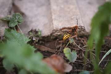 Hornet climbing a pole and a concrete tile - Vespa crabro - a large insect