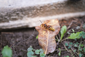 Yellow hornet perched among grass and autumn leaves, hanging on a plant - Vespa crabro szerszeń -...