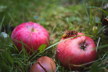 Yellow hornet perched on a red apple among the grass - Vespa crabro szerszeń - large insect