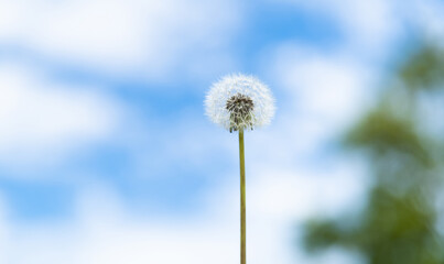 Dandelion under the blue sky