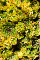 Fototapeta na wymiar Succulent plants of echeveria, top view, close-up. Collection of green succulents. macro plan