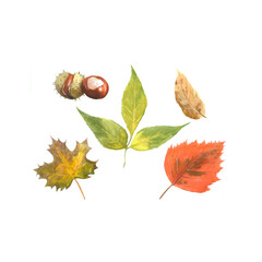 autumn leaves isolated on white