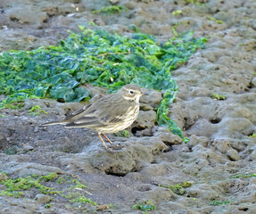 American pipit  in migration on mudflats