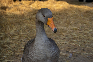 goose on the farm