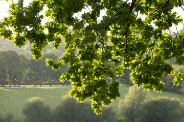 Backlit green oak tree leaves on branches with fields and trees behind, Burwash, East Sussex,...