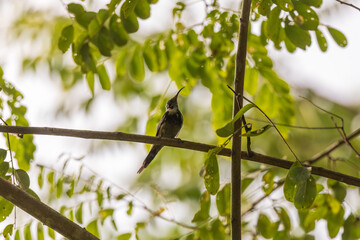 Black-throated sunbird (Aethopyga saturata) at Lava, Kalimpong, India