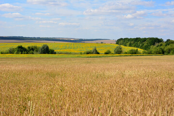 wheat field with sunflower field and green forest line on horizon