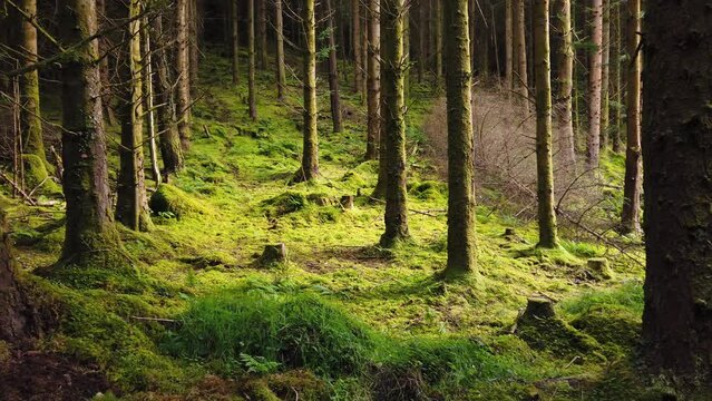 Amazing lights at the Ards Forest Park in County Donegal, Ireland