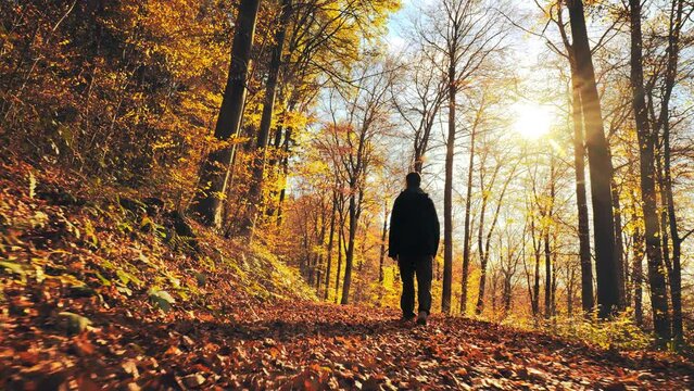 Man enjoying a walk on a foliage covered path in a beautiful autumn forest and the camera follows him 